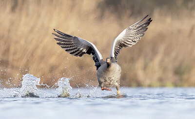 BUITEN BEELD Foto: 443371
