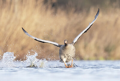 BUITEN BEELD Foto: 443372
