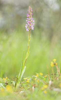 BUITEN BEELD Foto: 443375