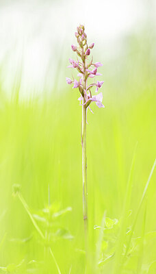 BUITEN BEELD Foto: 443377