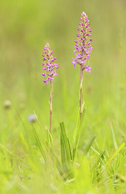BUITEN BEELD Foto: 443378