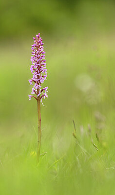 BUITEN BEELD Foto: 443379