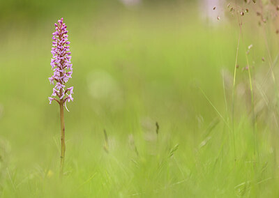 BUITEN BEELD Foto: 443380