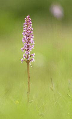 BUITEN BEELD Foto: 443381