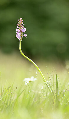 BUITEN BEELD Foto: 443382