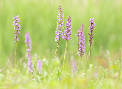 BUITEN BEELD Foto: 443383