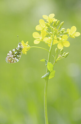 BUITEN BEELD Foto: 443385