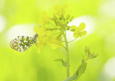 BUITEN BEELD Foto: 443386
