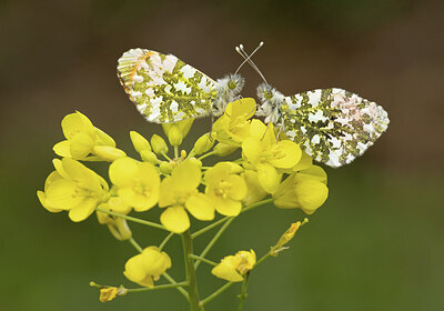 BUITEN BEELD Foto: 443387