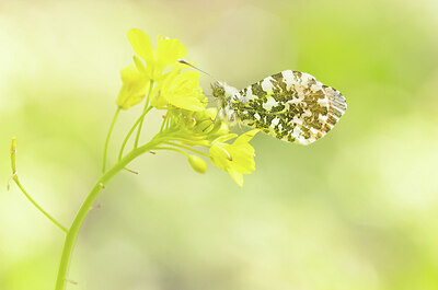 BUITEN BEELD Foto: 443388