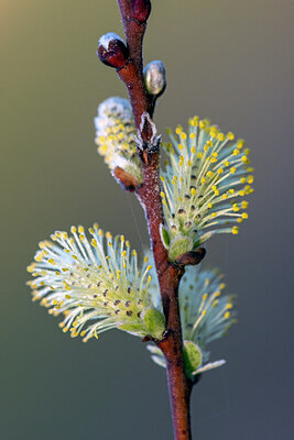 BUITEN BEELD Foto: 443401