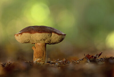 BUITEN BEELD Foto: 443403