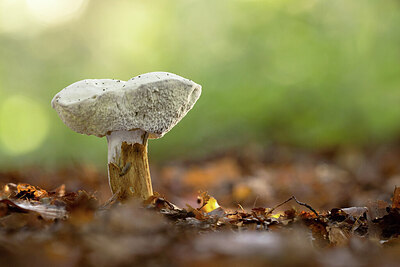 BUITEN BEELD Foto: 443404