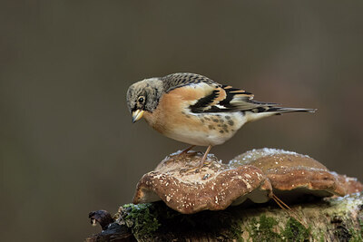 BUITEN BEELD Foto: 443405
