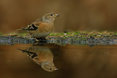 BUITEN BEELD Foto: 443406