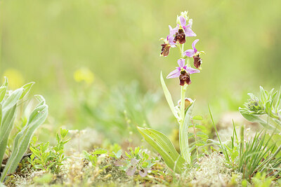BUITEN BEELD Foto: 443411