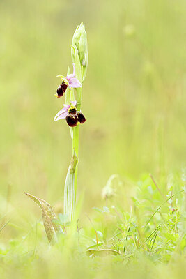 BUITEN BEELD Foto: 443413