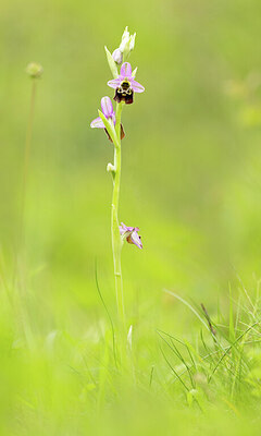 BUITEN BEELD Foto: 443414