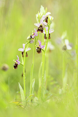 BUITEN BEELD Foto: 443417