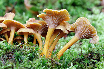 BUITEN BEELD Foto: 443419