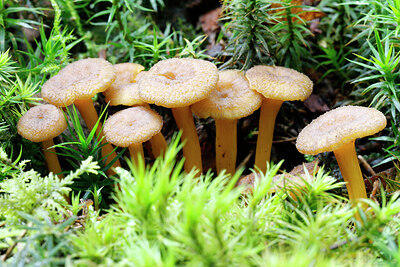 BUITEN BEELD Foto: 443420