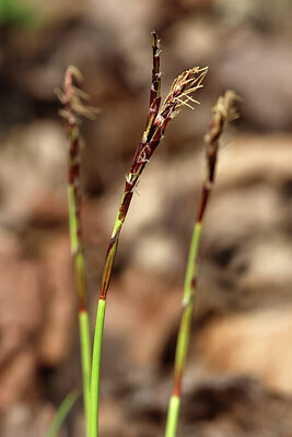 BUITEN BEELD Foto: 443426