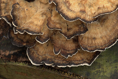 BUITEN BEELD Foto: 443431