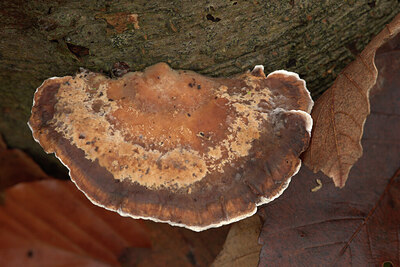 BUITEN BEELD Foto: 443432