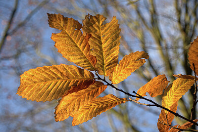 BUITEN BEELD Foto: 443435