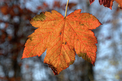 BUITEN BEELD Foto: 443438