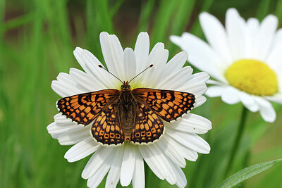 BUITEN BEELD Foto: 443455