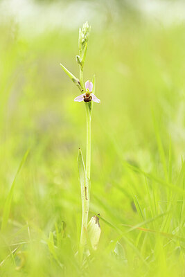 BUITEN BEELD Foto: 443458