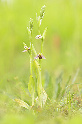 BUITEN BEELD Foto: 443459