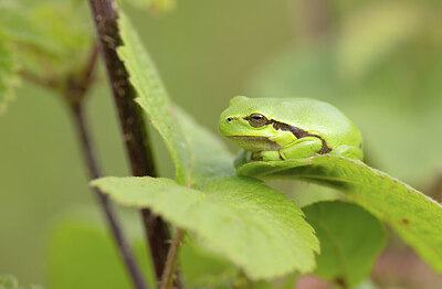 BUITEN BEELD Foto: 443460