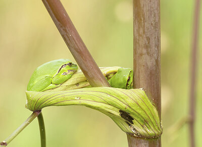 BUITEN BEELD Foto: 443461