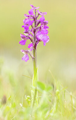 BUITEN BEELD Foto: 443465