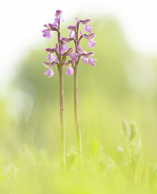 BUITEN BEELD Foto: 443467