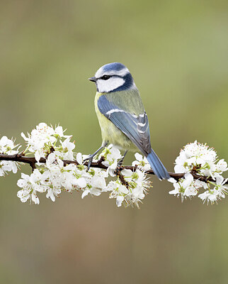 BUITEN BEELD Foto: 443469