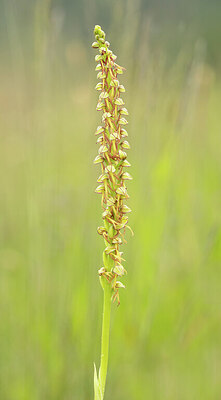 BUITEN BEELD Foto: 443476