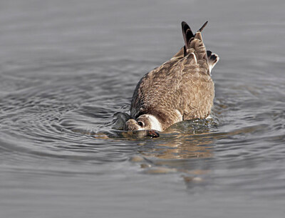 BUITEN BEELD Foto: 443496