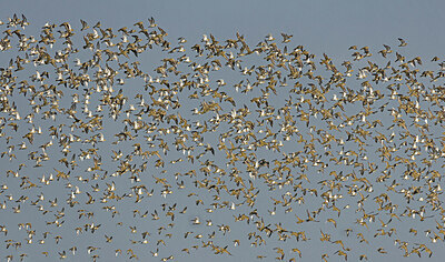 BUITEN BEELD Foto: 443501