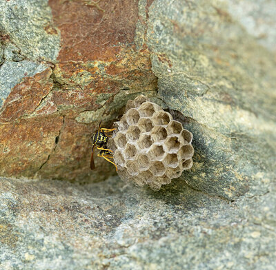BUITEN BEELD Foto: 443505