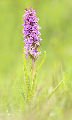 BUITEN BEELD Foto: 443507
