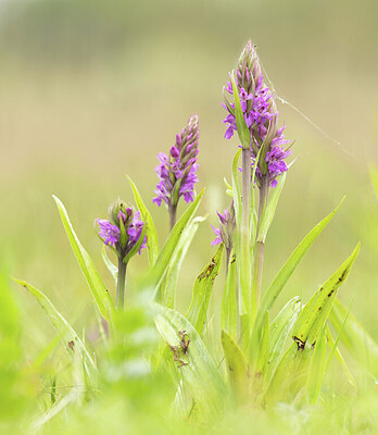 BUITEN BEELD Foto: 443509