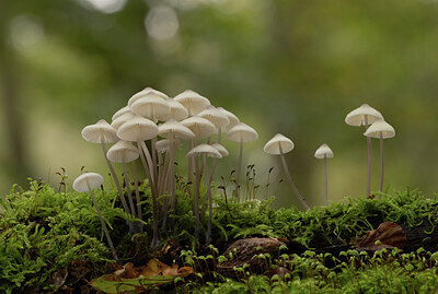 BUITEN BEELD Foto: 443510