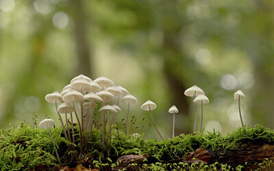 BUITEN BEELD Foto: 443511