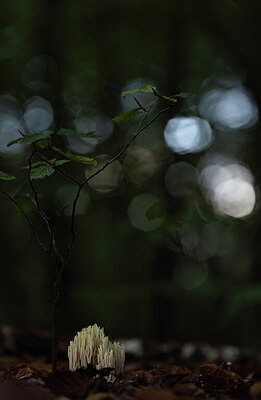 BUITEN BEELD Foto: 443512