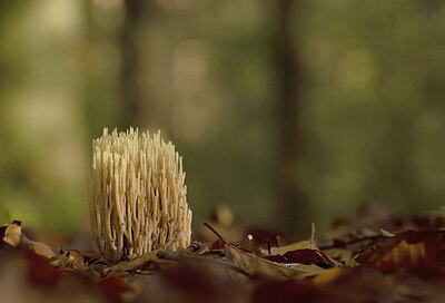 BUITEN BEELD Foto: 443514