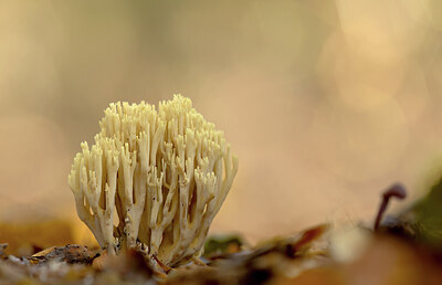 BUITEN BEELD Foto: 443515