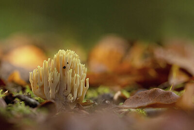 BUITEN BEELD Foto: 443516